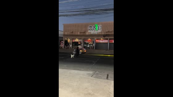 Kind Samaritan safely guides dog across busy road