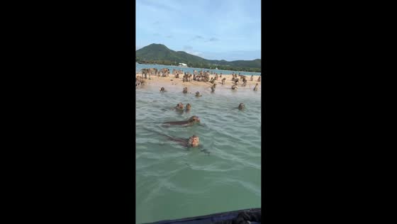 Wild monkeys swarm boat after being fed near Pattaya, Thailand