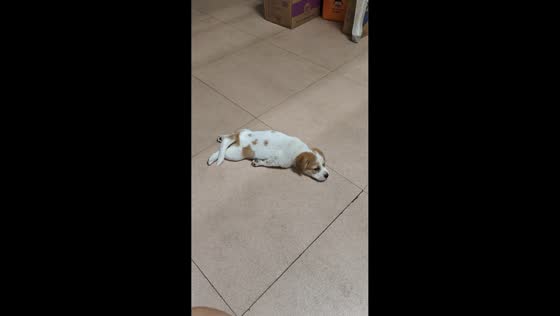 Puppy pauses mid-play after ball gets stuck in Sichuan, China