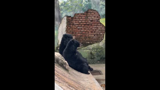 Two black bears caught in a thoughtful moment at Shandong zoo, China