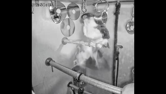Parrot falls off pole while sleeping in Shandong, China