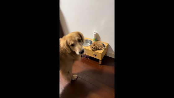 Tabby cat cozily occupies bowl while golden retriever watches in Shanghai, China