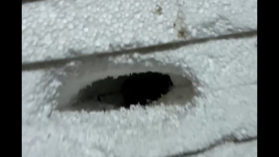 Small creature emerges from styrofoam-filled room in Poland