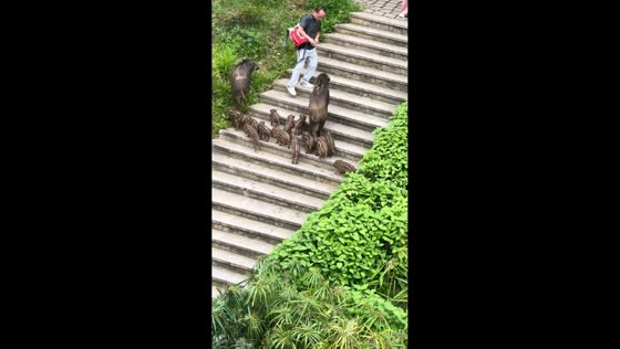 Man encounters wild boar family at Wutong Cultural and Sports Park in Shenzhen, China