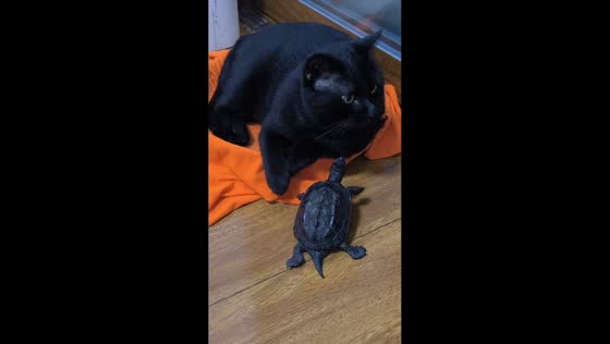 Turtle follows cat after approaching it on pet bed in Hubei, China
