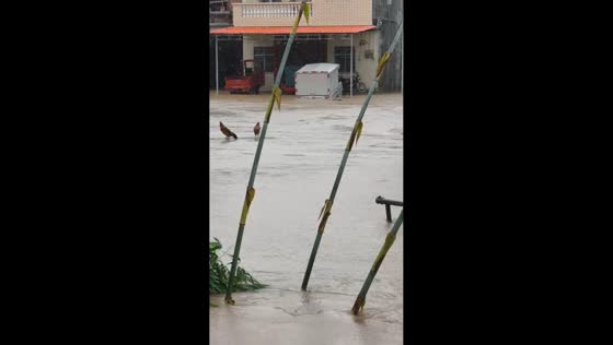 Two chickens ride floating log through floodwaters in Guangxi, China