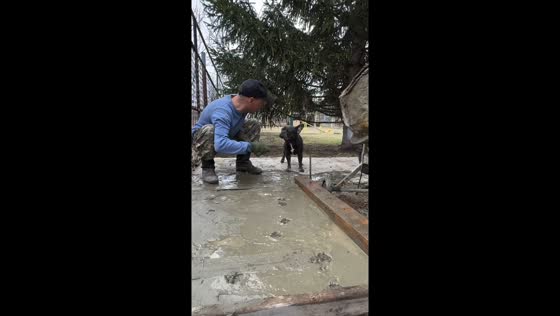 Dog walks across wet cement in Ulyanovsk, Russia
