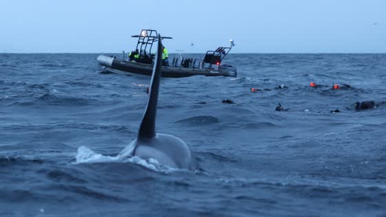 Orca sighting in Seglvik, Norway