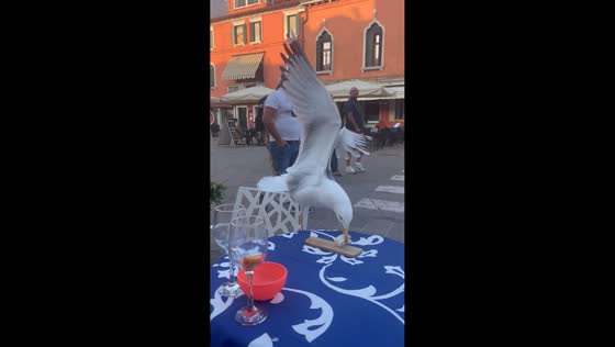 Seagull swoops in to snatch food in Chioggia, Italy