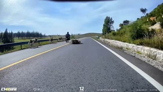 Cow trips while startled by passing e-scooter in Hebei, China