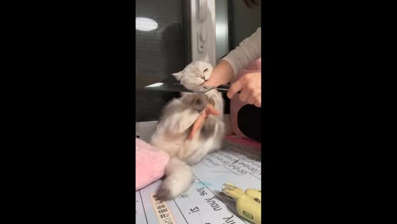 Playful cat reacts during nail trimming in Beijing, China