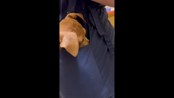 Veterinarian multitasks while caring for sick puppy in Windhoek, Namibia
