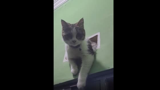 Whiskers in a bind: cat sits between rooms in Majalengka home