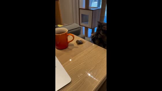 Cat playfully steals teabag during afternoon tea in Mississauga, Ontario, Canada
