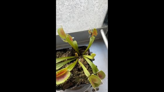 Venus flytrap catches large insect in Jiangsu, China