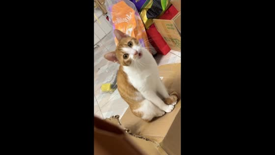 Cat meows in a silly way in Guangdong, China