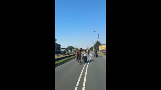 Escaped horses run along road in Poeldijk, Netherlands