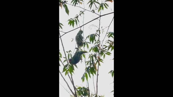 Parrot drops another after pecking in Copán Ruinas, Honduras