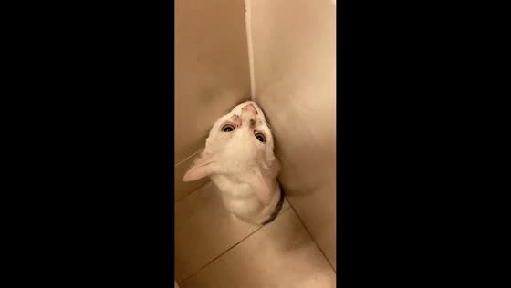 Rescued cat’s bath attempt in Barcelona, Spain