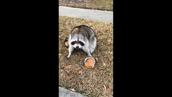 Raccoon rescued from roadside in Savannah, Georgia, USA