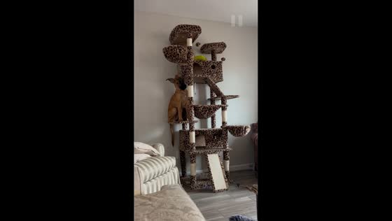 Puppy knocks cat's food bowl off cat tree in Lynchburg, Virginia, USA