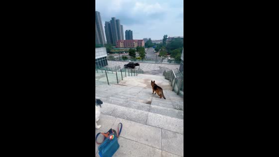 Two dogs quickly obey command and jump into car in Henan, China