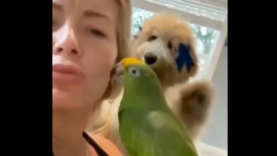 Jealous dog hit a parrot who was kissing their owner!