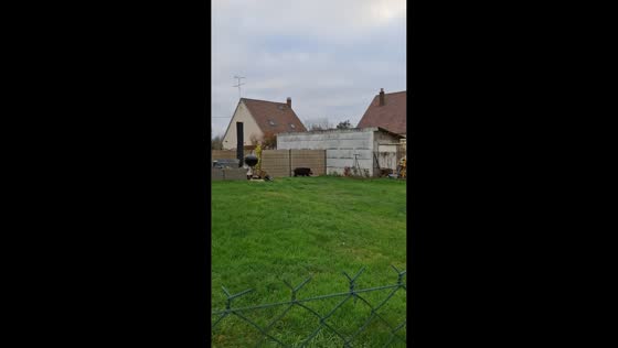 Wild boar runs around backyard after getting trapped in Compiègne, France