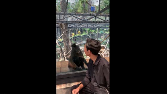 Unique encounter: man engages in conversation with Yaki monkey