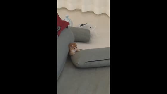 Kitten watches TV while sitting on chair in Heilongjiang, China