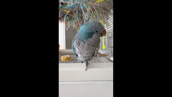 Bird builds nest using zip ties inside cage in Jilin, China