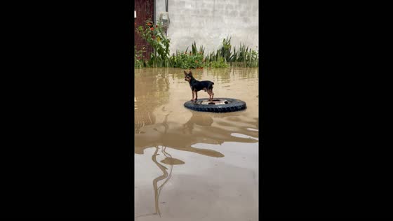 Flood resilience: brave pup floats on tire in Chone, Ecuador waters