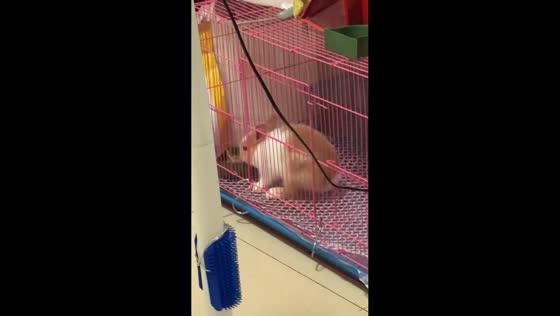 Rabbit freezes after making a mess with food bowl in Guangdong, China