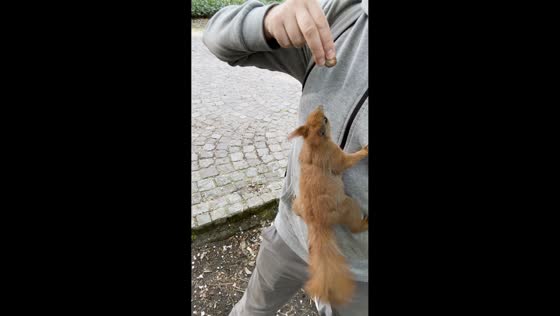 Squirrel climbs on man for nut in Warsaw, Poland