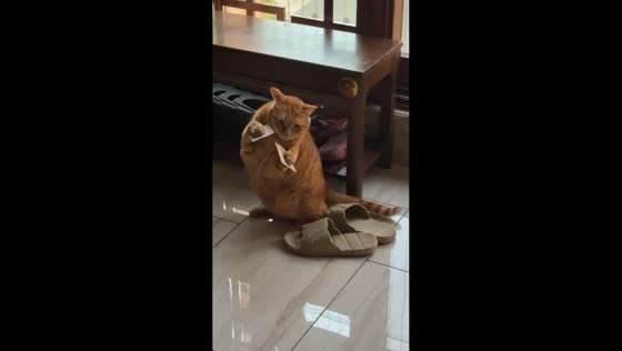 Cat hilariously panics after getting paws stuck to paper in Guangdong, China