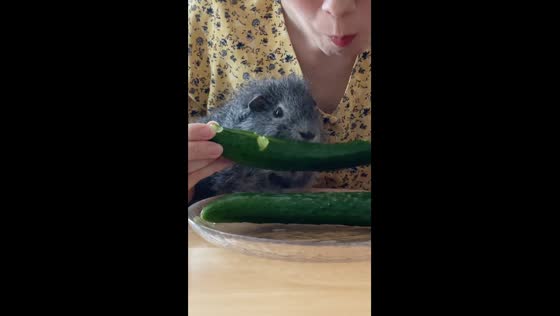 Eating moments: sharing joyful bites with beloved guinea piglet in Japan