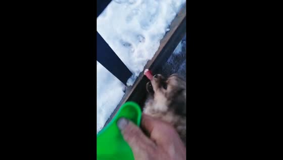 Puppy rescued after tongue freezes to railing in Jilin, China