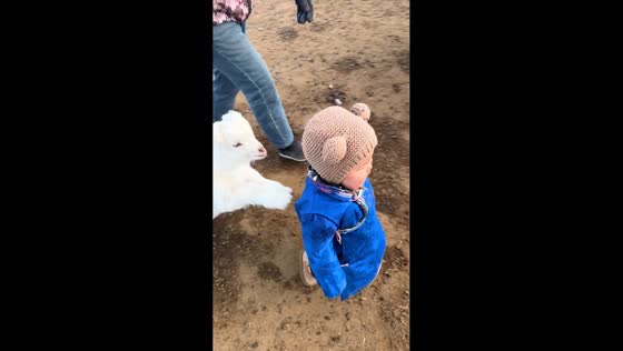 Toddler knocked over by playful lamb in Inner Mongolia, China
