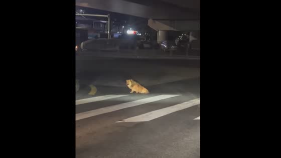 Dog pretends to be injured while crossing the road in China