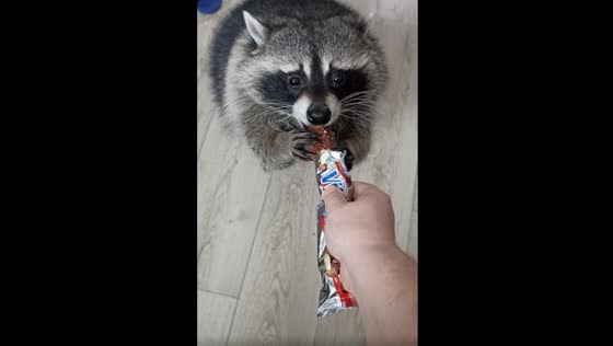 A cute raccoon enjoys eating chocolate!