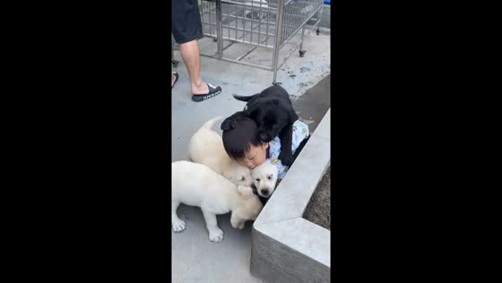 Boy surrounded by playful puppies in Hunan, China