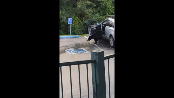 Black bear enters car in Gatlinburg resort parking lot