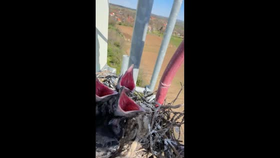 Man mimics birds beside nest in Belgrade, Serbia