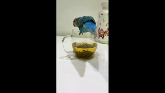 Bird poops into glass of tea while perched on cup in Anqing, China