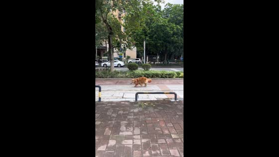 Stubborn golden retriever changes its mind during walk in Guangdong, China