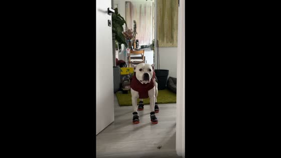 Dog Bulka walks funny in shoes in Ukraine