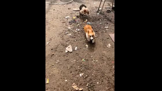Feathered fury: mother hen chases mischievous corgi in Vietnam