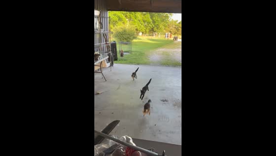 Rooster joins kittens at feeding time in Okemah, Oklahoma, USA,