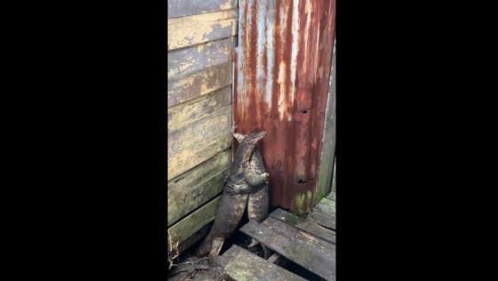 Two lizards caught hugging in Banjarmasin, Indonesia