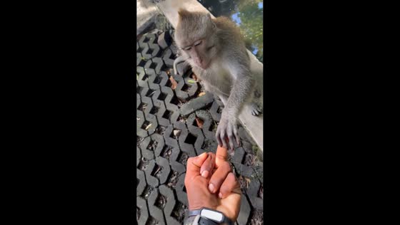 Monkey reacts to man teasing gesture near pond in Bali, Indonesia